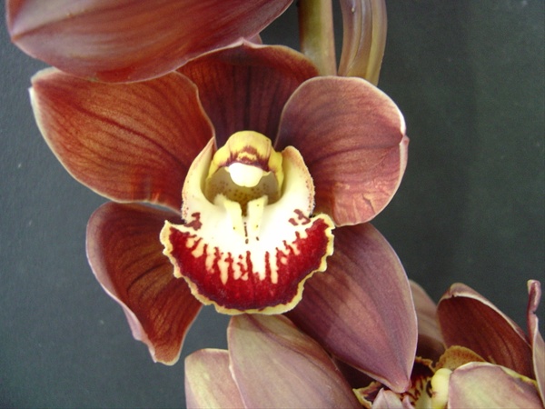 Cymbid Chocolate Chippolatta Cymbidium Orchids Flowers By 